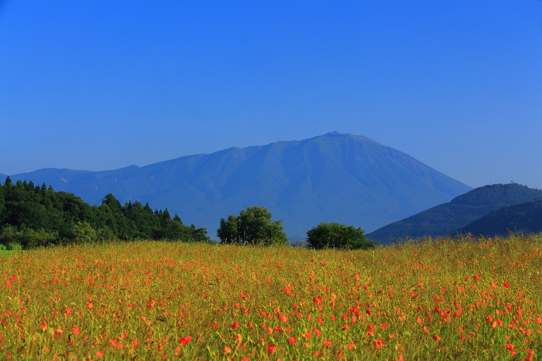 Iwate Prefecture Iwate and Cosmos